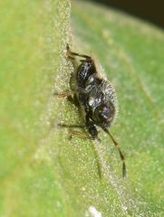 Oxycarenidae