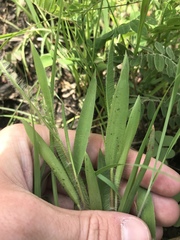 Dichanthelium praecocius