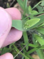 Dichanthelium praecocius