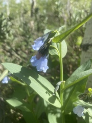 Mertensia oblongifolia