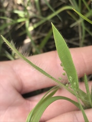 Dichanthelium praecocius