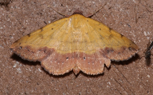 Variable Tropic Moth photo 2