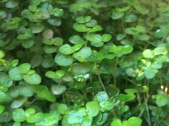 Soleirolia soleirolii