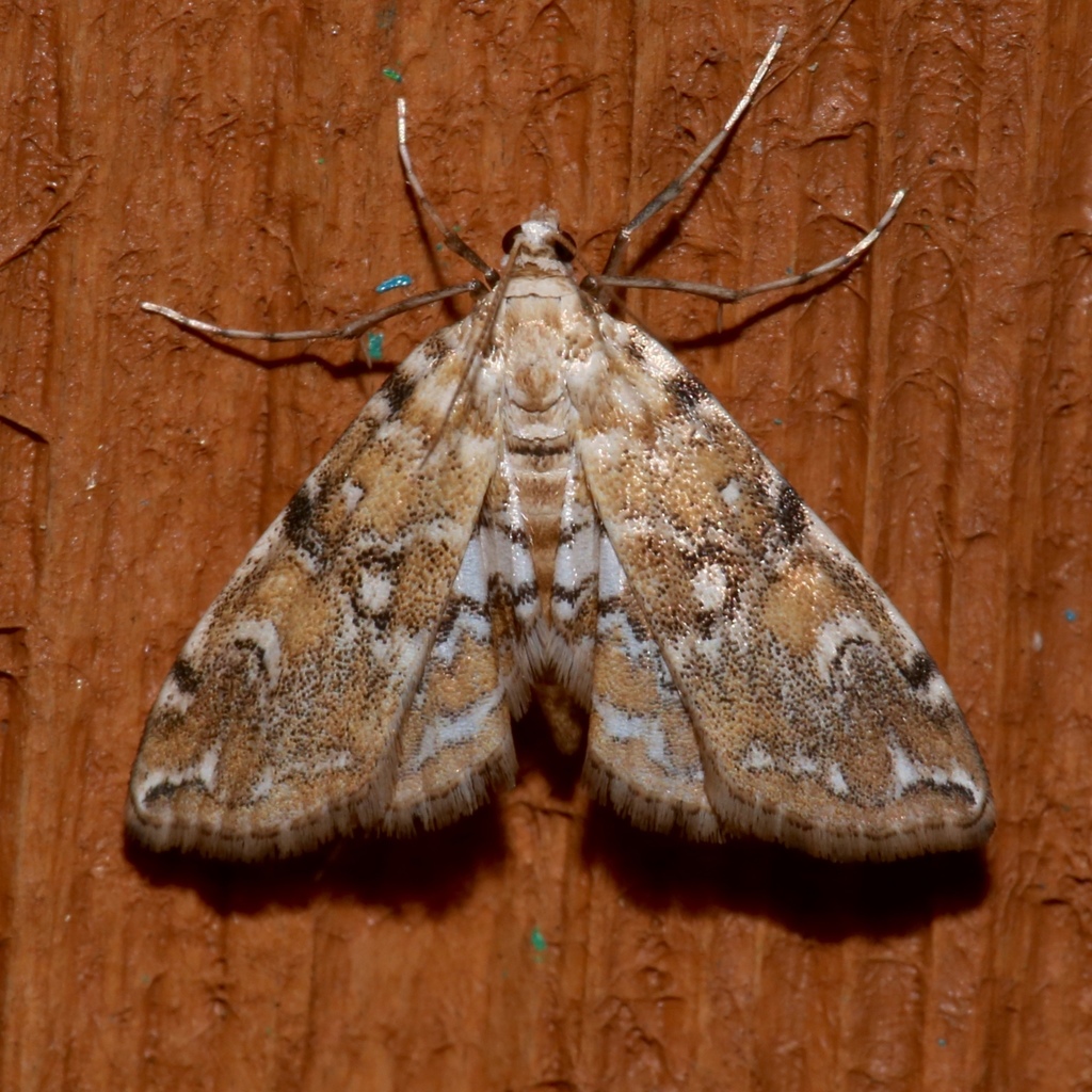 Elophila faulalis