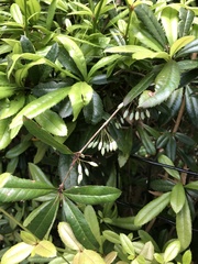 Liosomaphis berberidis