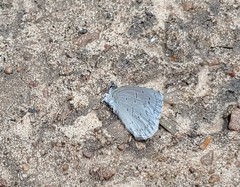 Celastrina echo