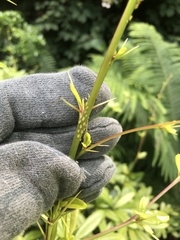 Liosomaphis berberidis