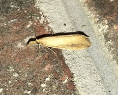 Donacaula melinellus