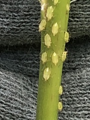 Liosomaphis berberidis