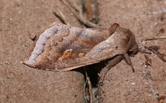 Bellura anoa