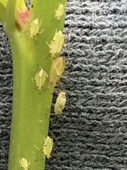 Liosomaphis berberidis