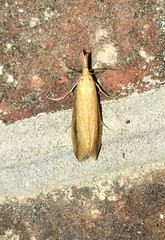 Donacaula melinellus