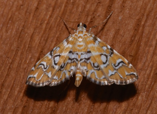 Pondside Crambid Moth photo 3