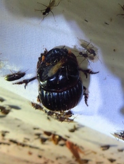 Dichotomius carolinus