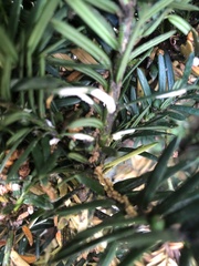 Pulvinaria floccifera