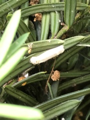 Pulvinaria floccifera