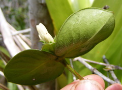 Erithalis orbiculata