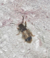 Peloniinae
