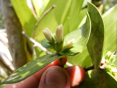 Erithalis orbiculata