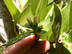 Erithalis orbiculata