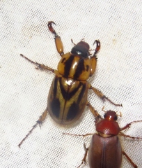 Cyclocephala prolongata