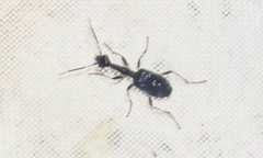 Colliuris