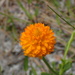 Orange Milkwort - Photo no rights reserved, uploaded by Austin Pursley