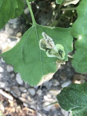 Chrysoesthia sexguttella