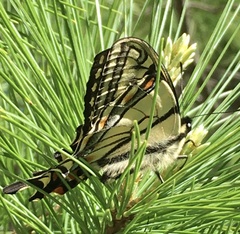 Papilio canadensis