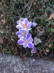 Crocus
