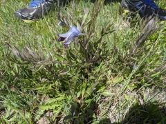 Clematis hirsutissima