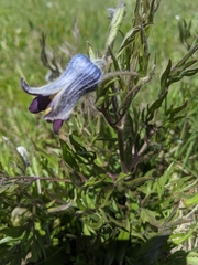 Clematis hirsutissima