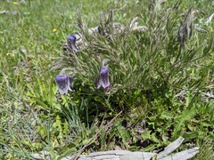 Clematis hirsutissima