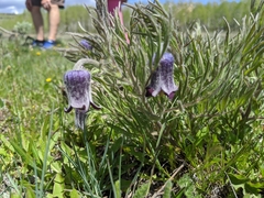 Clematis hirsutissima