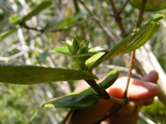 Erithalis orbiculata