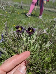 Clematis hirsutissima