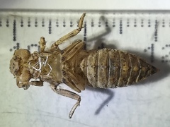 Erpetogomphus bothrops