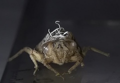 Erpetogomphus bothrops