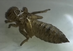 Erpetogomphus bothrops