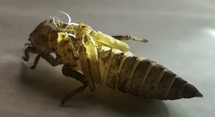 Erpetogomphus bothrops