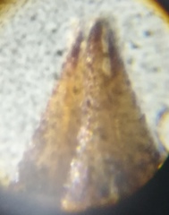 Erpetogomphus bothrops