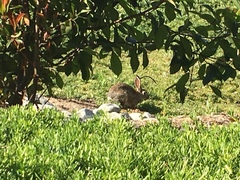 Sylvilagus audubonii