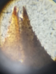 Erpetogomphus bothrops