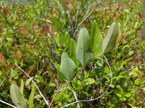 cat greenbrier (Smilax glauca)