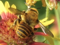 Megachile fortis