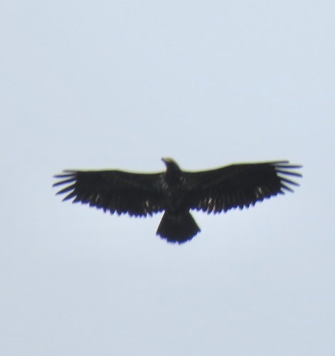 Bird in flight from below: reference photo 11 by Erin Springinotic