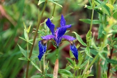Iris sanguinea
