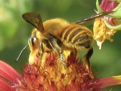 Megachile fortis
