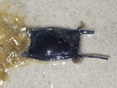 Leucoraja erinaceus