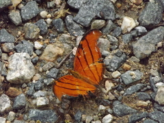 Marpesia petreus